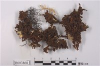 藏品(火苔屬)的圖片